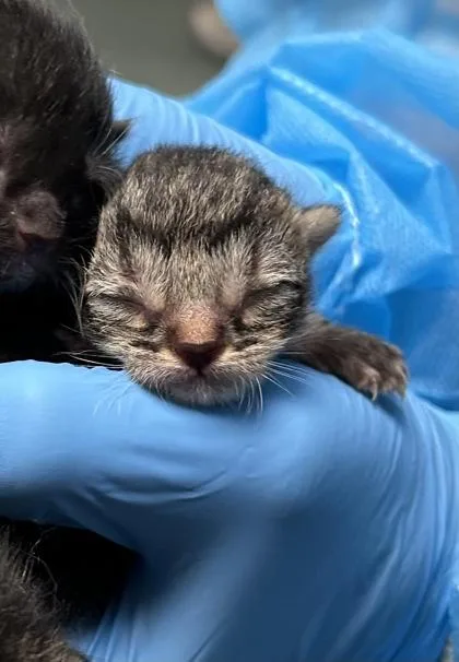 A baby small-sized male Domestic Short Hair cat named Clide for adoption in Fairfax, VA