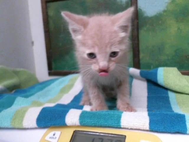 A baby small-sized male Domestic Short Hair cat named Kael for adoption in Houston, TX