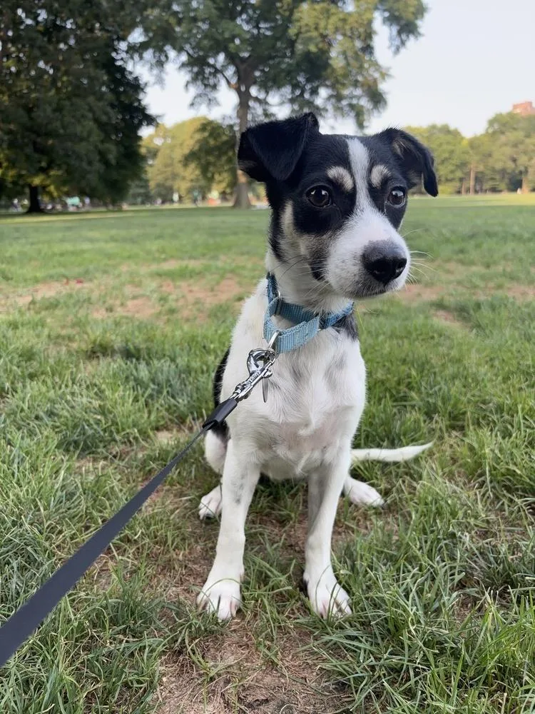 A baby small-sized female Tricolor (Brown, Black, & White) Terrier dog named Wendy for adoption in Manhattan, NY