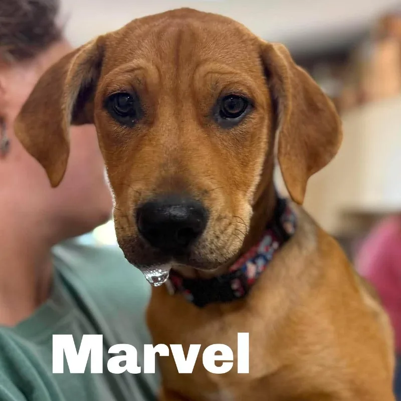 Marvel