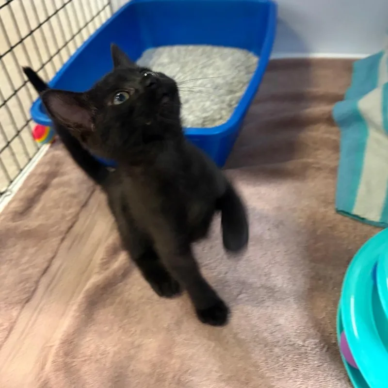 A baby small-sized female Black Domestic Short Hair cat named Grace for adoption in Sarasota, FL