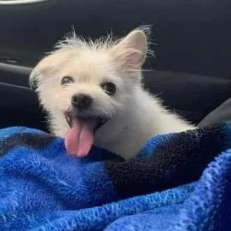 A senior small-sized male White / Cream Terrier dog named Drake for adoption in Apple Valley, CA