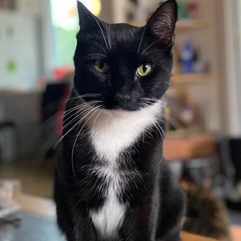 A senior small-sized male Black American Shorthair cat named Simon for adoption in Saratoga Springs, NY