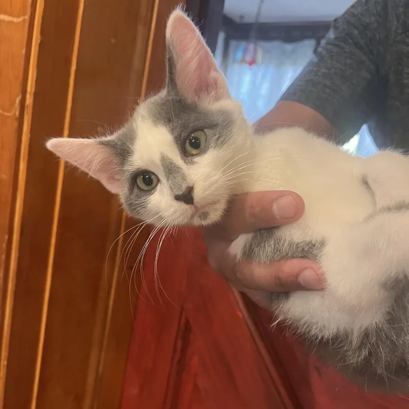 A baby medium-sized male Gray & White Domestic Short Hair cat named Mini Wheat for adoption in Washington, PA