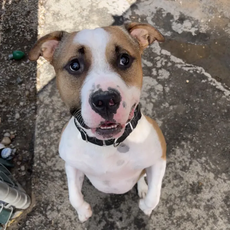 An adult medium-sized male Pit Bull Terrier dog named Cash for adoption in Sonora, CA