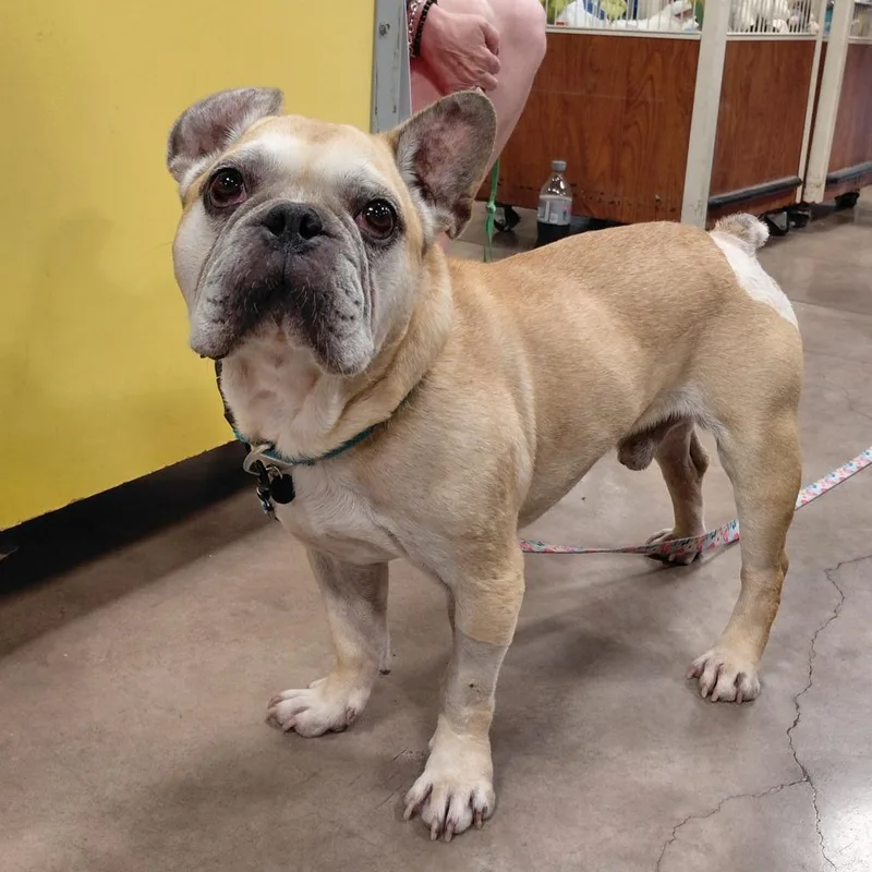 An adult medium-sized male Yellow / Tan / Blond / Fawn French Bulldog dog named Bruiser PF for adoption in Austin, TX