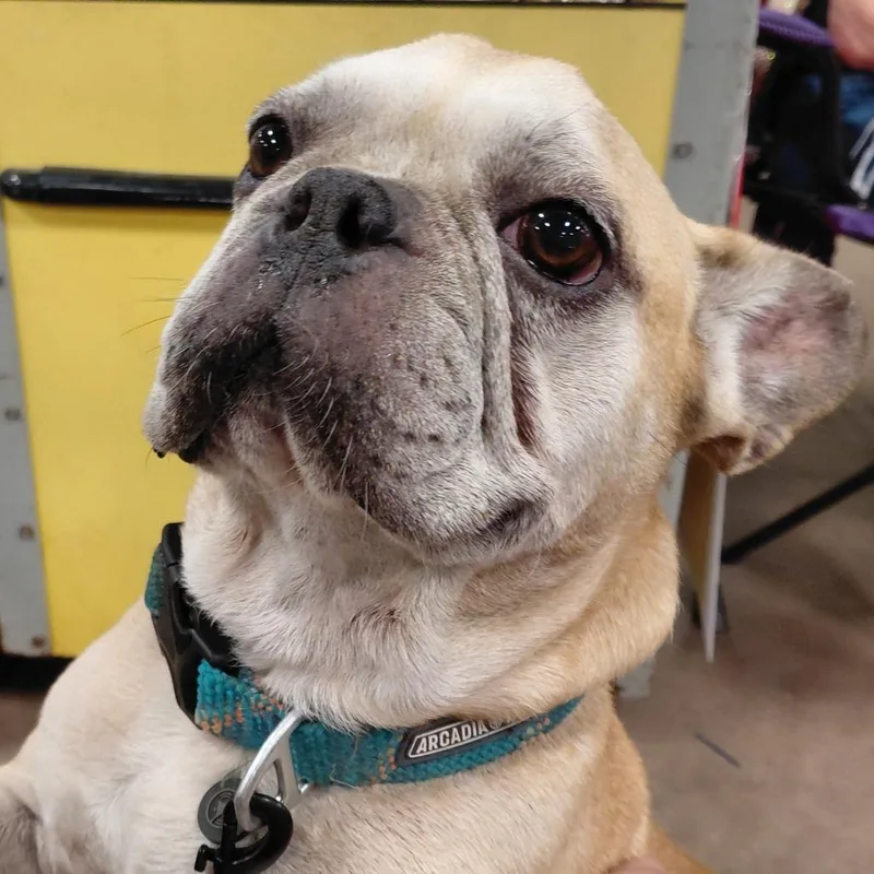Bruiser PF thumbnail 4