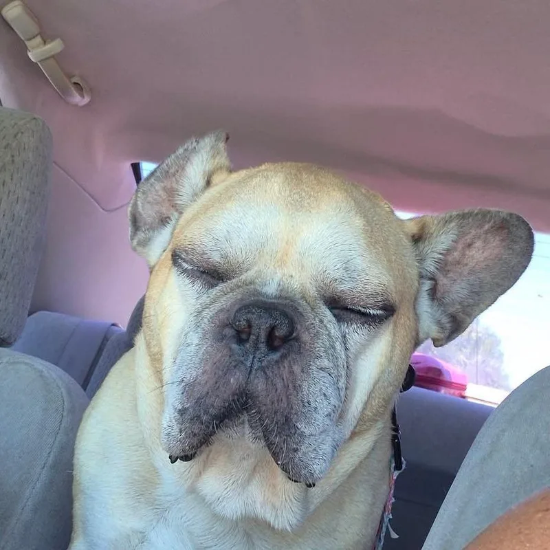 Bruiser PF thumbnail 5