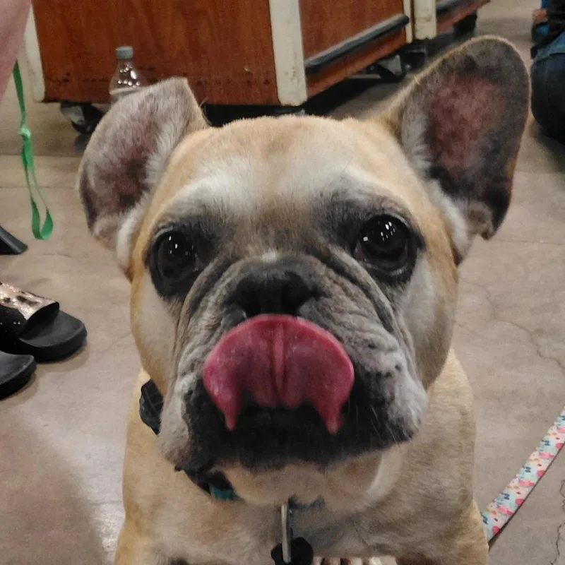 Bruiser PF thumbnail 6