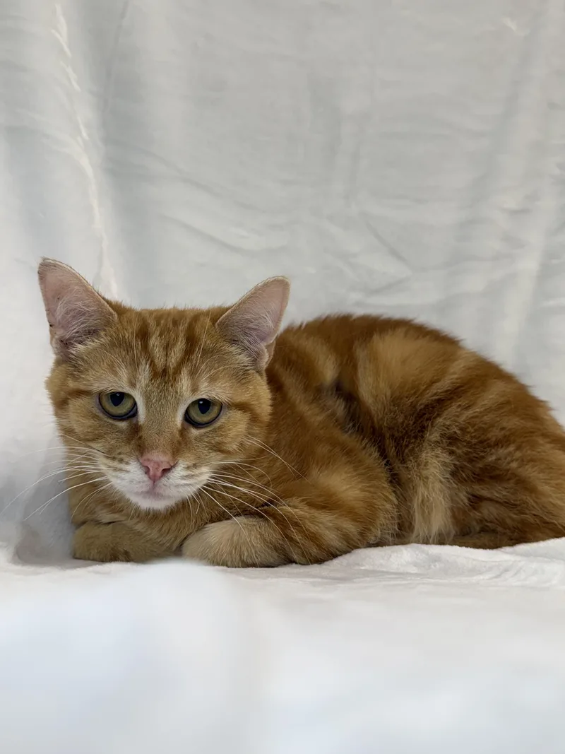 A young medium-sized male Tabby (Orange / Red) Domestic Short Hair cat named Wally for adoption in Greensboro, NC