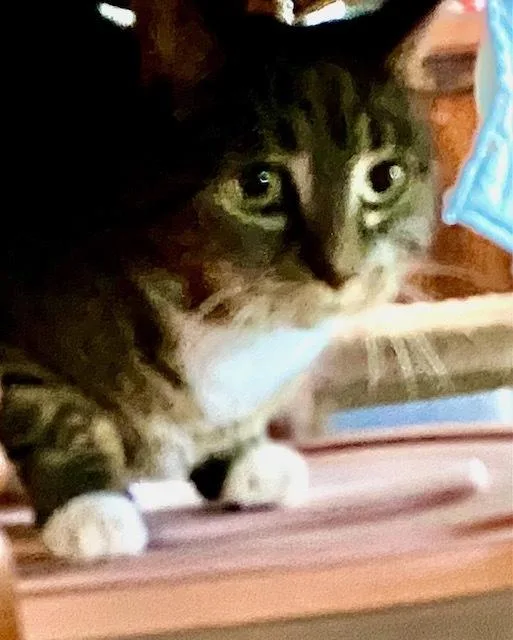 An adult medium-sized female Domestic Short Hair cat named Annie for adoption in Breinigsville, PA