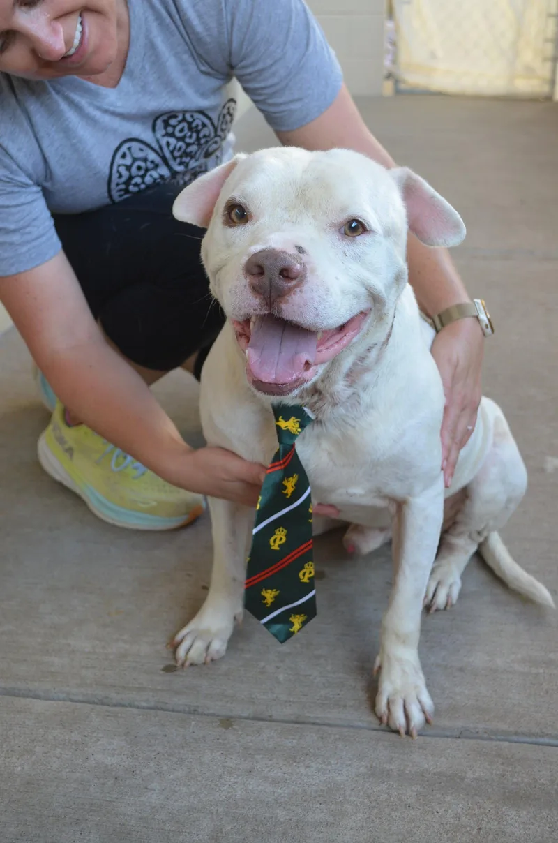 A young large-sized male Pit Bull Terrier dog named Briefcase for adoption in McKinney, TX