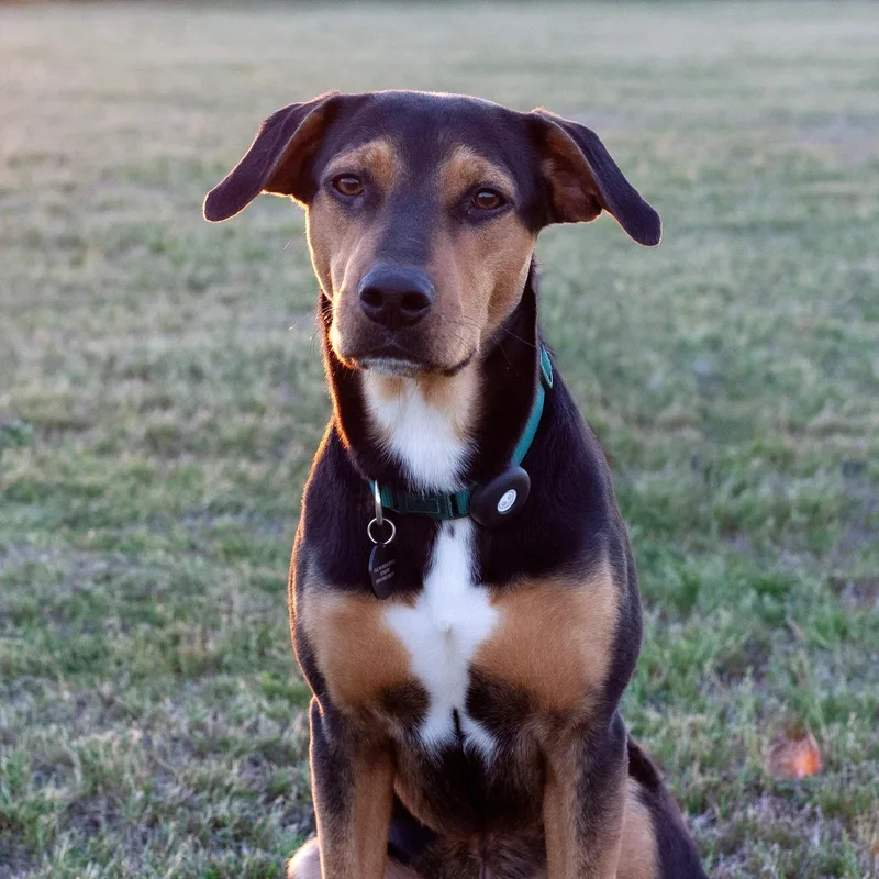 A young medium-sized male Tricolor (Brown, Black, & White) Hound dog named Reese for adoption in Bryan, TX