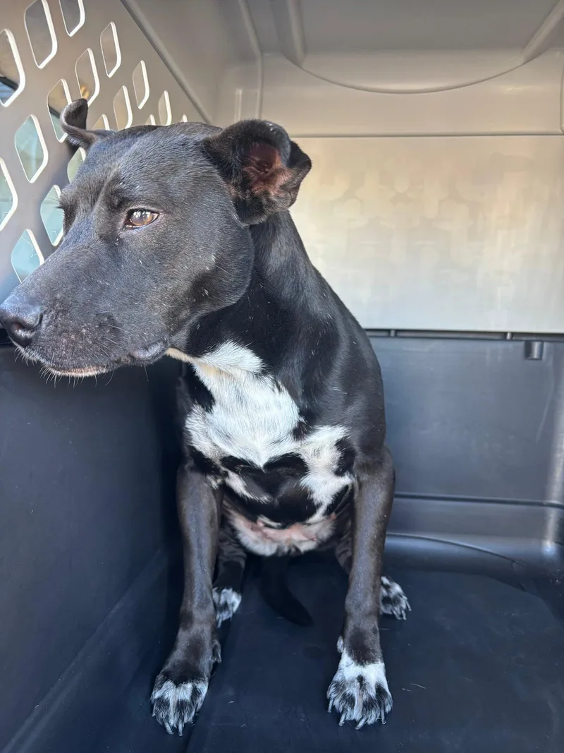 A young medium-sized female Black Shepherd dog named Lola for adoption in Mico, TX
