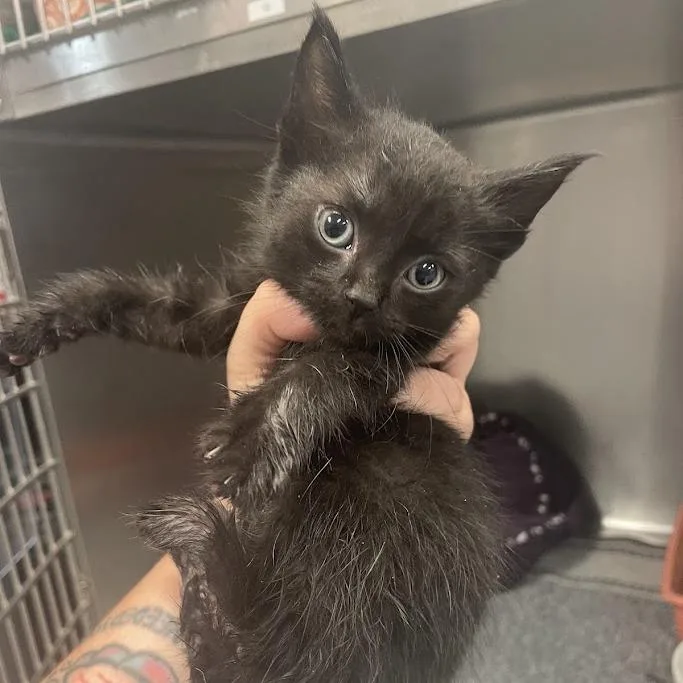 A baby small-sized female Black Domestic Short Hair cat named Pocus for adoption in Port Charlotte, FL
