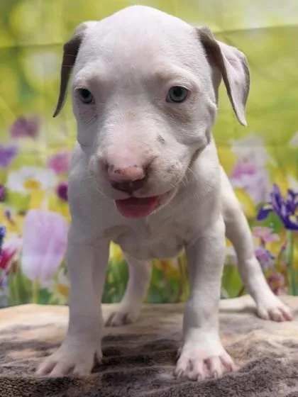 A baby small-sized female American Staffordshire Terrier dog named Quesadilla for adoption in San Antonio, TX