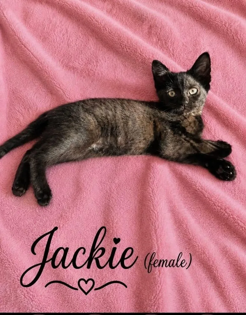 A baby small-sized female Tortoiseshell Domestic Short Hair cat named Jackie for adoption in Elyria, OH