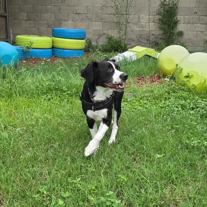 An adult medium-sized male Black Border Collie dog named Genesis for adoption in San Antonio, TX