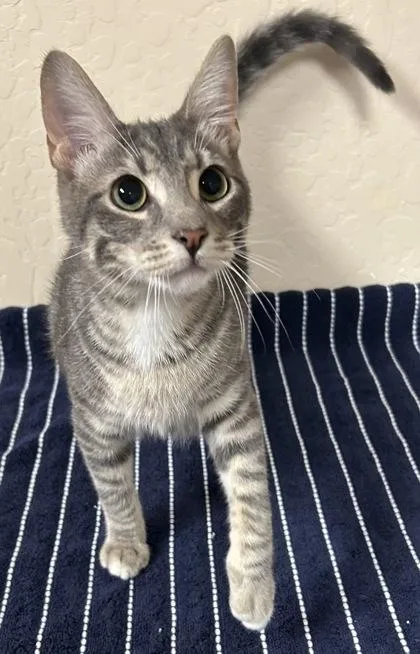 An adult small-sized male Domestic Short Hair cat named Phil for adoption in Phoenix, AZ