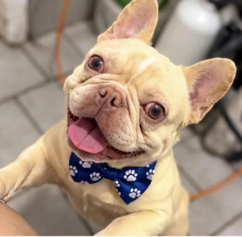 An adult small-sized male French Bulldog dog named Bobby for adoption in Margate, FL