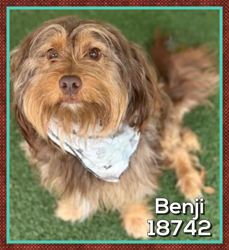 Benji