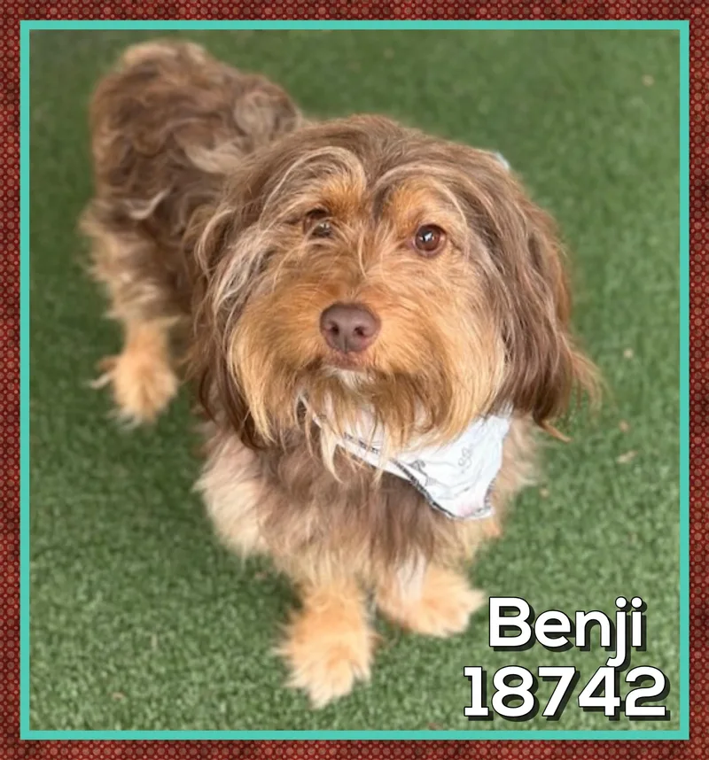Benji thumbnail 3