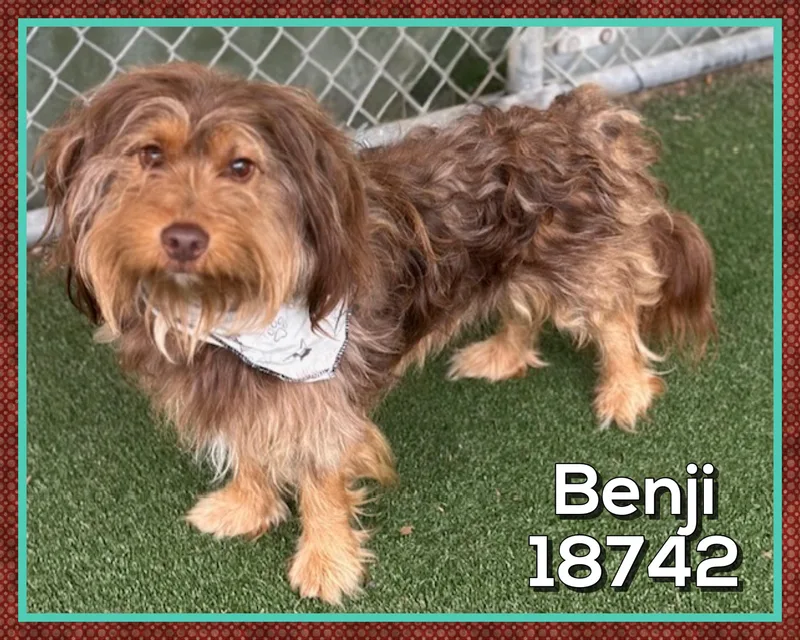 Benji thumbnail 4