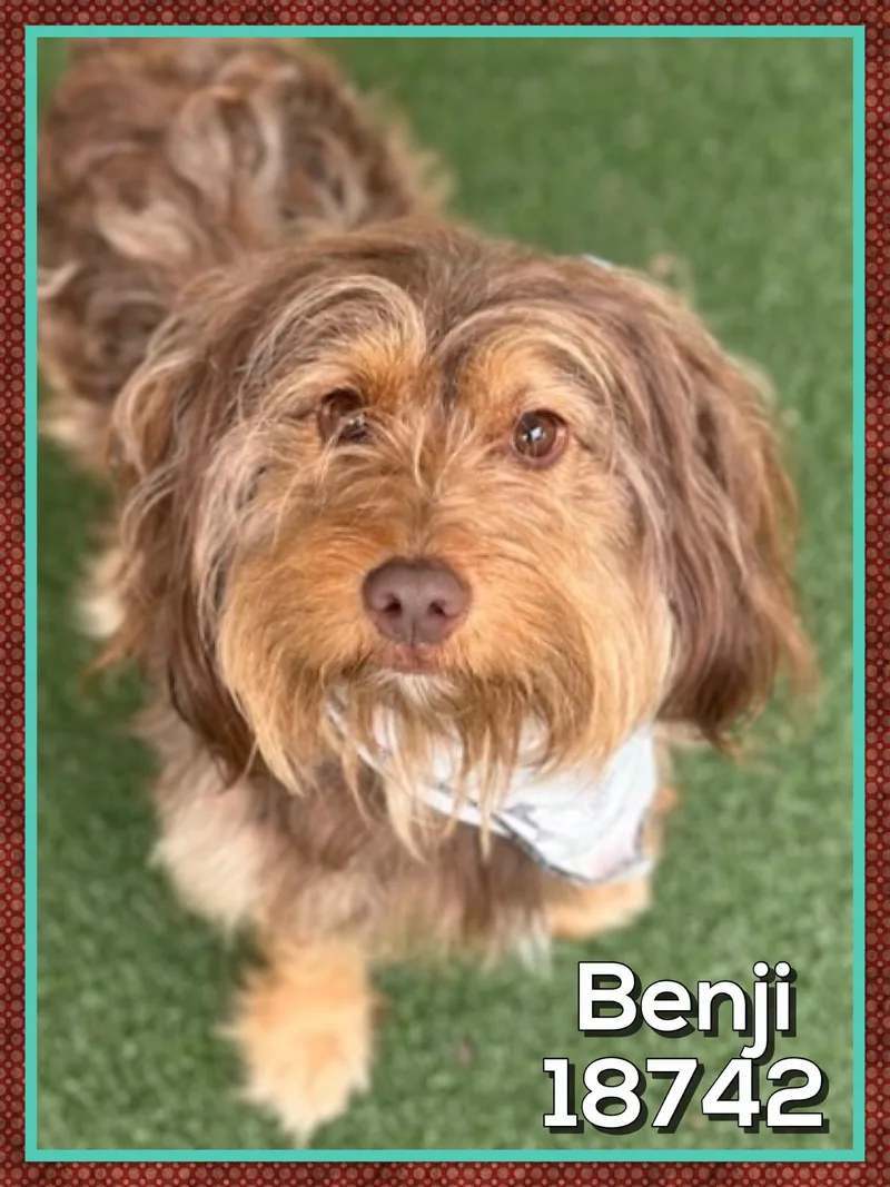 Benji thumbnail 6