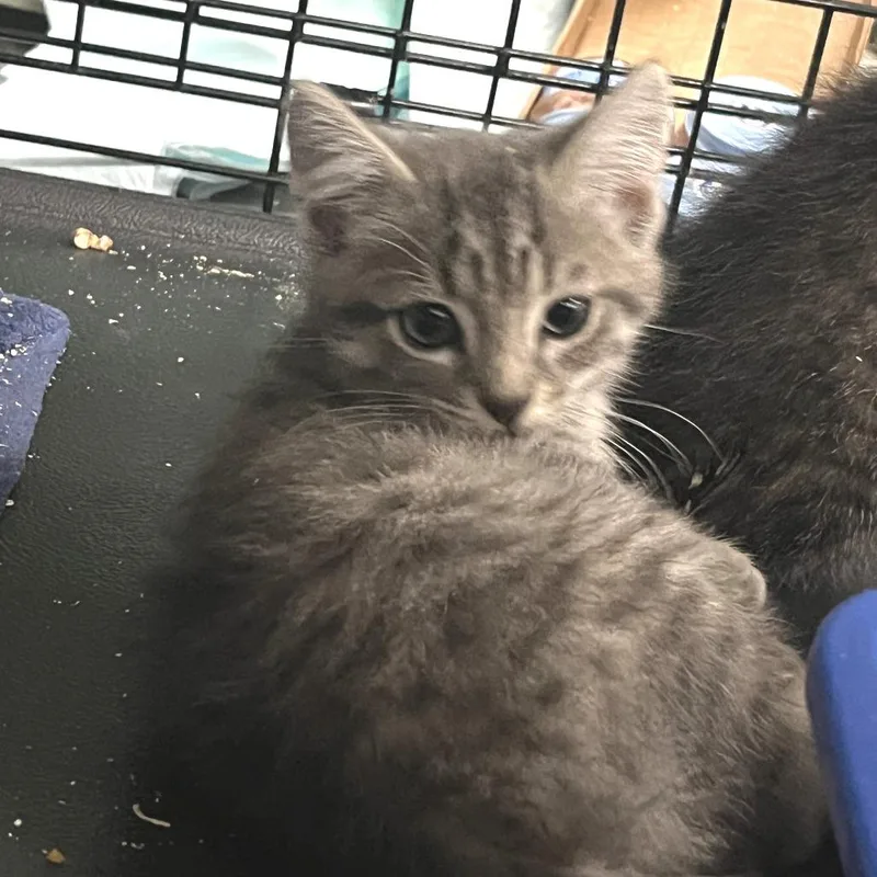 A baby small-sized male Gray / Blue / Silver Domestic Short Hair cat named Cookie for adoption in Idaho Falls, ID