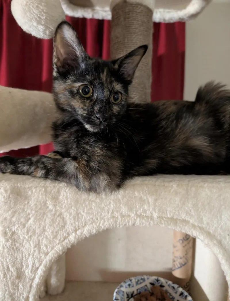 A baby medium-sized female Domestic Short Hair cat named Brindle for adoption in York, PA