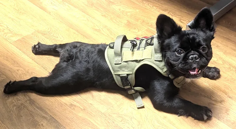 A young medium-sized male Black French Bulldog dog named Stitch for adoption in Boiling Springs, PA