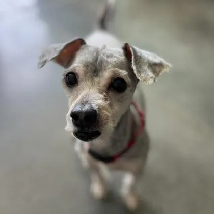 A young small-sized male Mixed Breed dog named Pepper for adoption in Janesville, WI