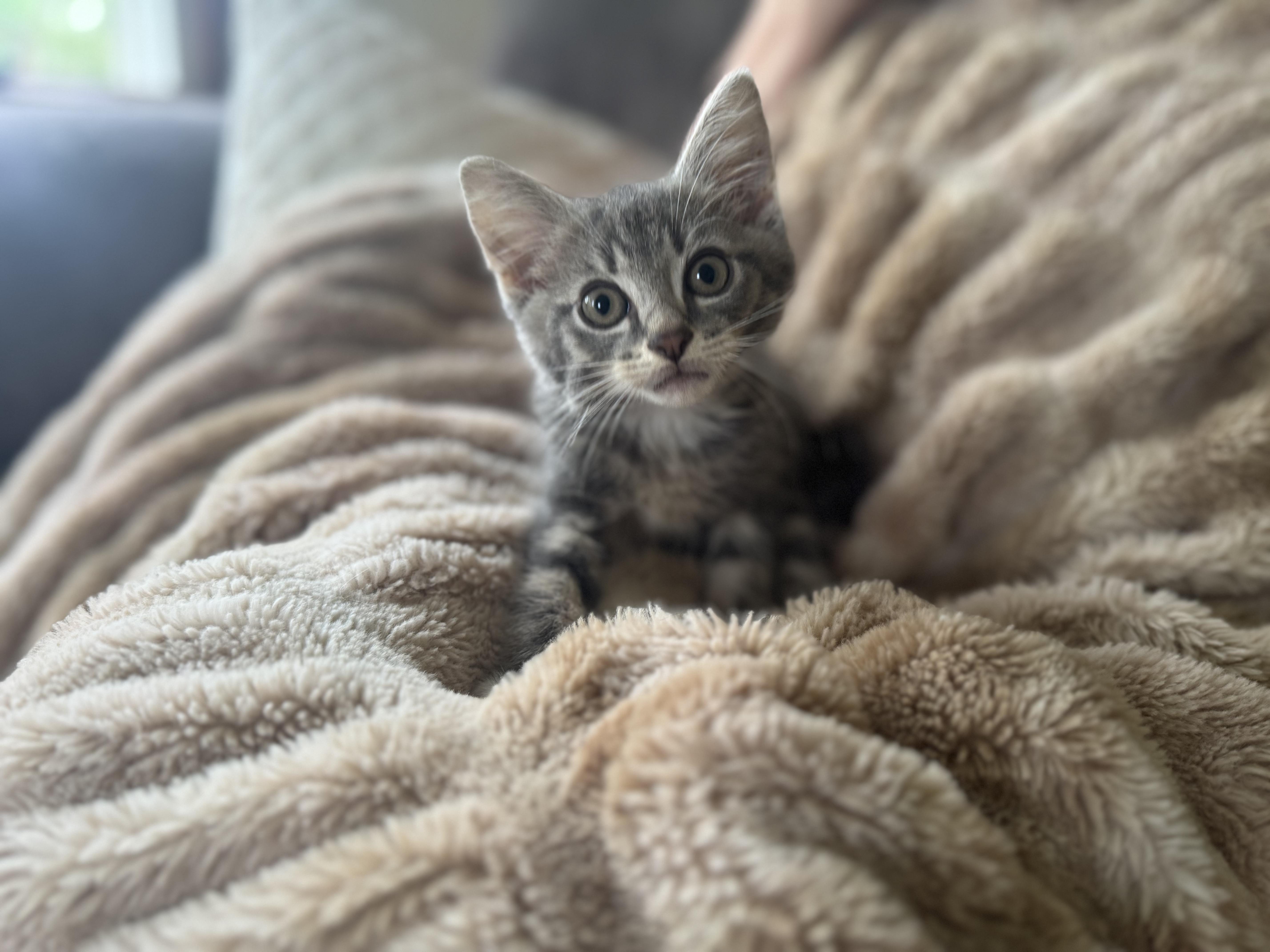 Louis Transport thumbnail 3