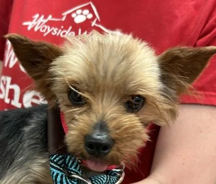 An adult small-sized male Yorkshire Terrier dog named Ozzy for adoption in Kansas City, MO