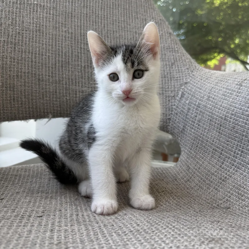 A baby medium-sized male Domestic Short Hair cat named Soso for adoption in Evanston, IL