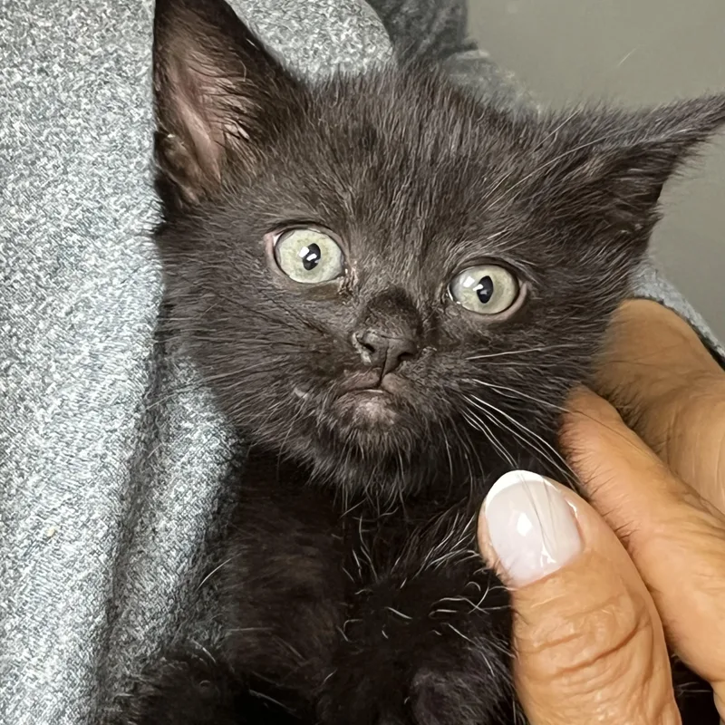 Baby Millie