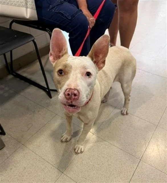 A young medium-sized female Pit Bull Terrier dog named Abiline for adoption in Huntsville, AL