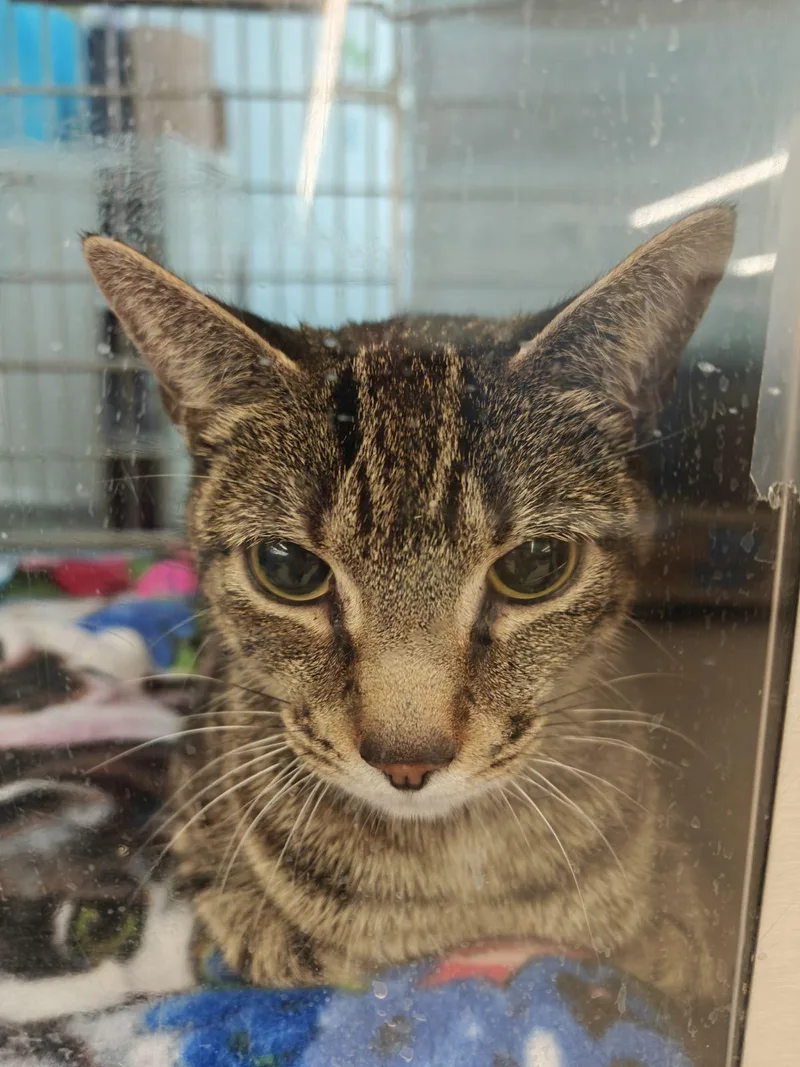 Scarlett thumbnail 2