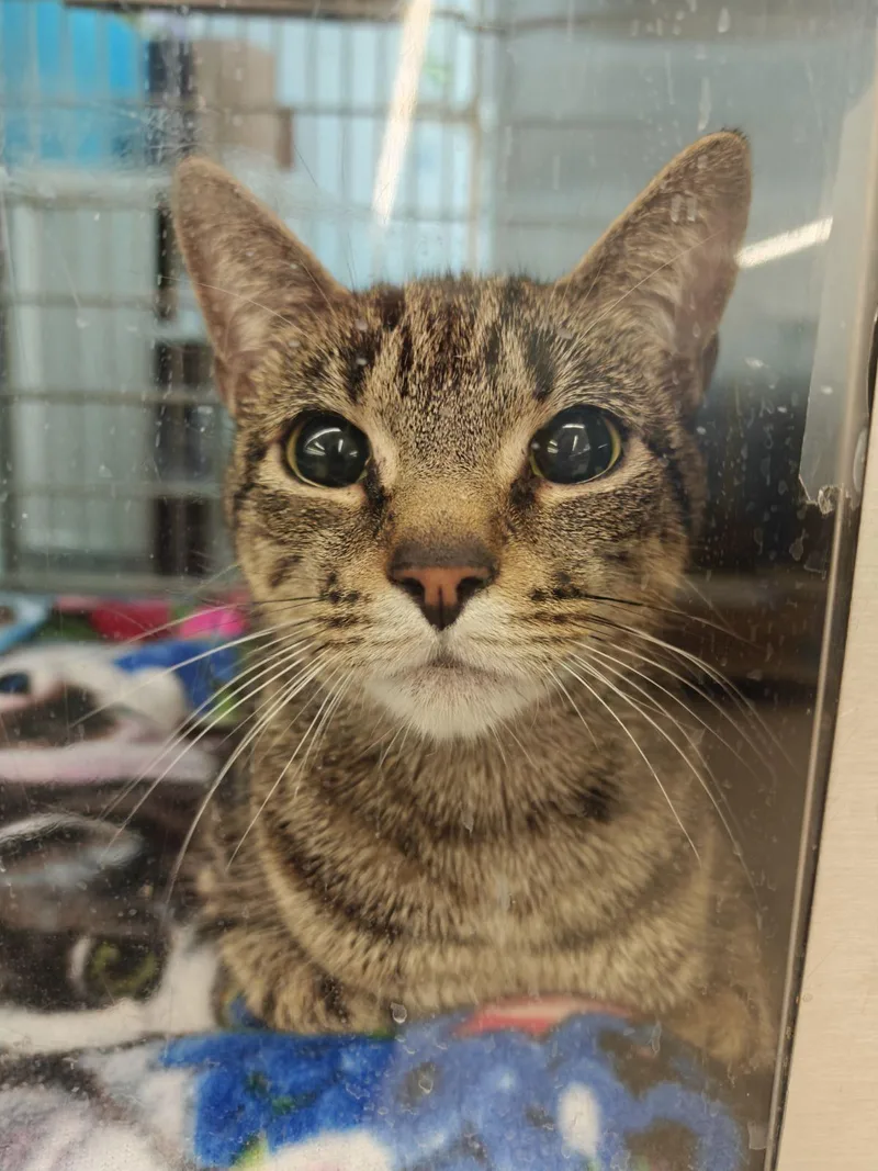 Scarlett thumbnail 3