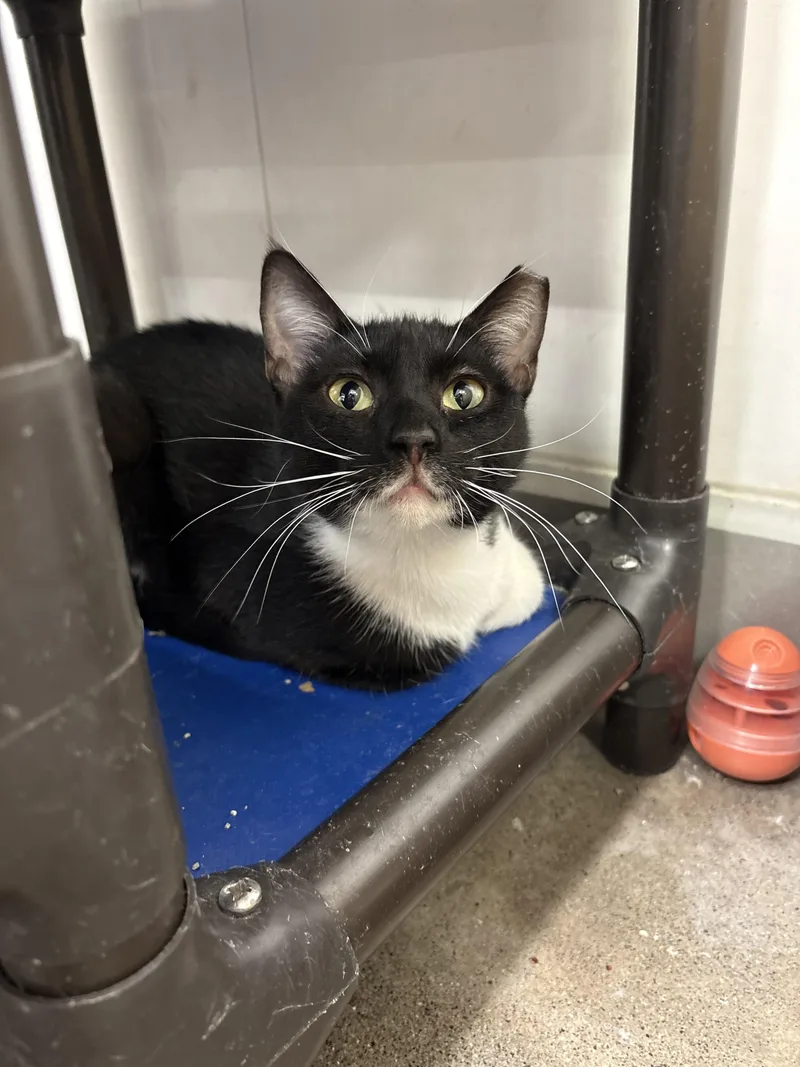 A young medium-sized female Domestic Short Hair cat named Parker for adoption in Zimmerman, MN