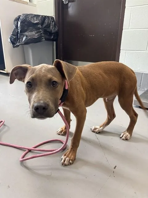 A baby small-sized male Pit Bull Terrier dog named Fletcher for adoption in Corpus Christi, TX