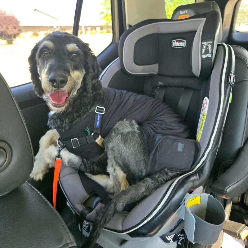 An adult medium-sized male Poodle dog named Santiago for adoption in Madrid, IA