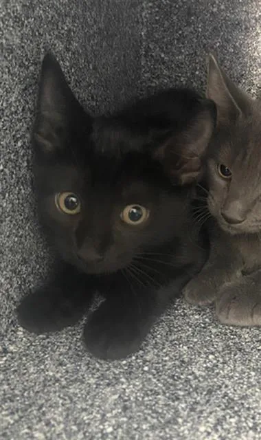 A baby medium-sized female Domestic Short Hair cat named Holly for adoption in Dallas, TX