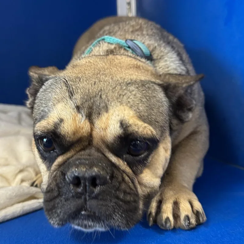 An adult small-sized female Brown / Chocolate Mixed Breed dog named 111856 for adoption in Las Cruces, NM
