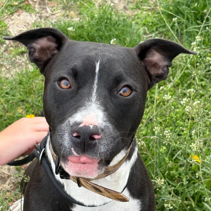 A young medium-sized male Black Pit Bull Terrier dog named Danny for adoption in Joliet, IL