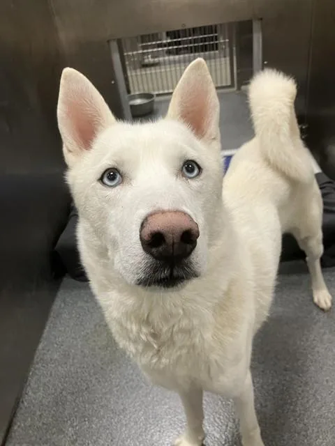 A young medium-sized male Mixed Breed dog named Luke for adoption in Dallas, TX