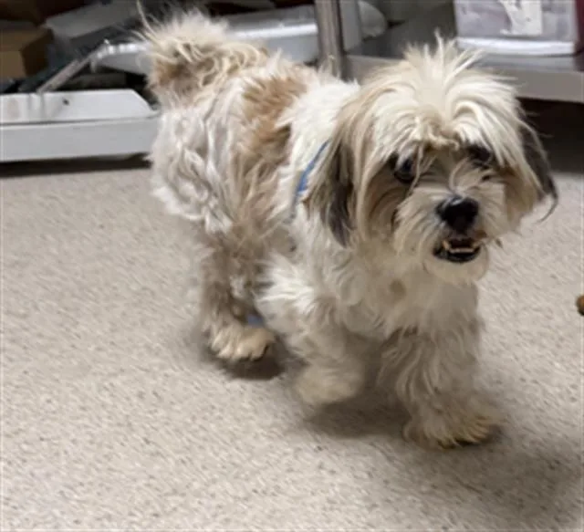 An adult small-sized male Shih Tzu dog named Suki for adoption in Bakersfield, CA
