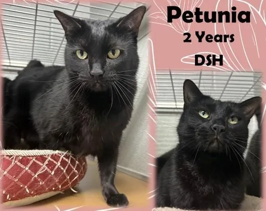 An adult medium-sized female Black Domestic Short Hair cat named Petunia for adoption in Franklin, IN
