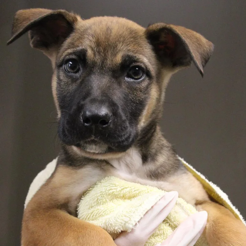 A baby small-sized female Brown / Chocolate Retriever dog named Kimi Watanabefinster for adoption in Cleveland, MS