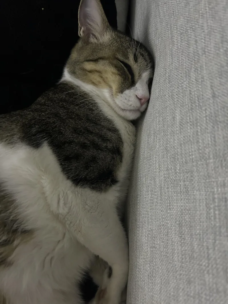 Earl Grey thumbnail 6